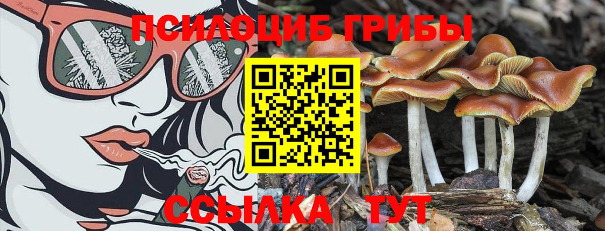 Галлюциногенные грибы Psilocybe Артём
